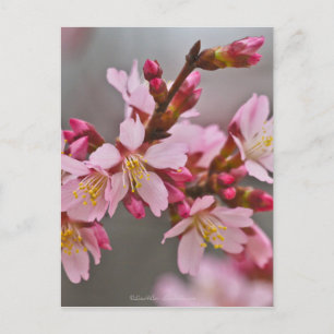 Rosa gegen einen grauen Himmel Japanische Kirschbl Postkarte