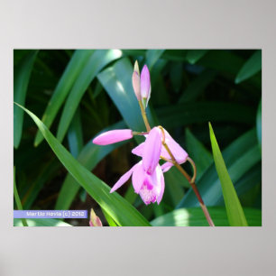 Rosa gegen Grün Poster