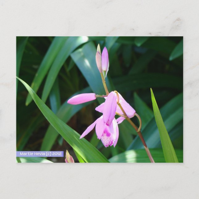 Rosa gegen Grün Postkarte (Vorderseite)