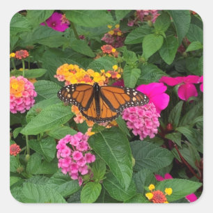 Rosa Gelb Grüne Florale Lantana mit Schmetterling Quadratischer Aufkleber