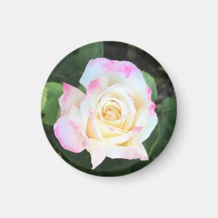 Rosa-Gelb-Rose-Magnet Magnet