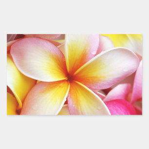Rosa Gelbe Lila Plumeria Frangipani Blume Rechteckiger Aufkleber