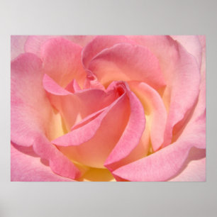 Rosa gelbe Rosen-Blumen-Spirale-feine Kunst-Drucke Poster