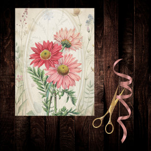 Rosa gemalte Gänseblümchen-Pyrethrum-Botanik-Blume Seidenpapier