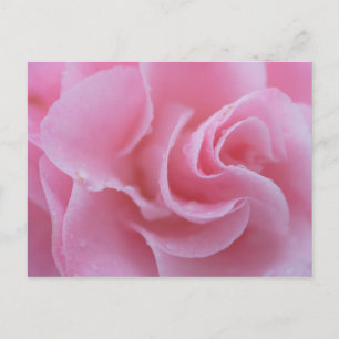 Rosa Gemeine Kamelie Postkarte