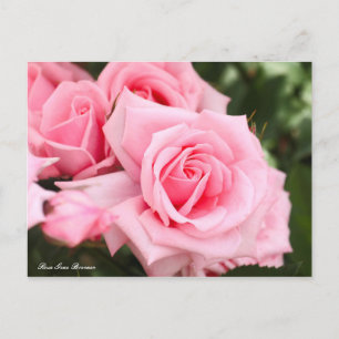 Rosa Gene Boerner [Postkarte] Postkarte