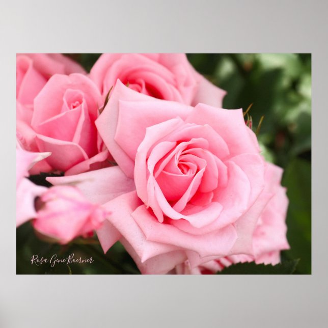 Rosa Gene Boerner [Value Poster Paper] (Vorne)
