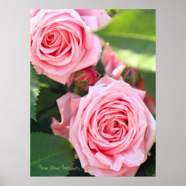 Rosa Gene Boerner [Value Poster Paper] (Vorne)