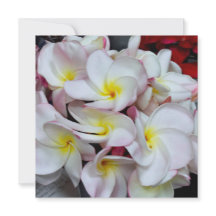 Rosa gerandete Plumeria-Blüten – Tropische Floraln