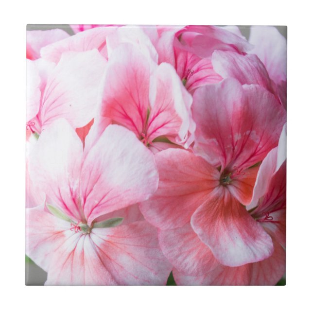 Rosa Geranie-Blume Fliese (Vorderseite)