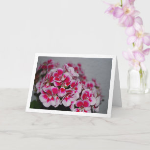 Rosa Geranienblüten, Florales Porträt Karte