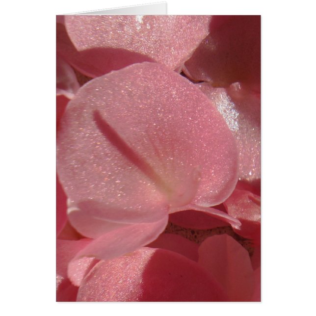 Rosa Geranium: fast massiv, hellrosa (Vorne)