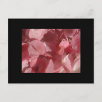 Rosa Geranium: fast massiv, hellrosa