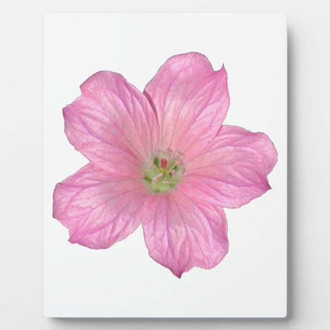 Rosa Geranium Fotoplatte (Vorderseite)