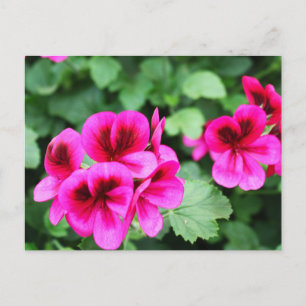 Rosa Geranium Postkarte