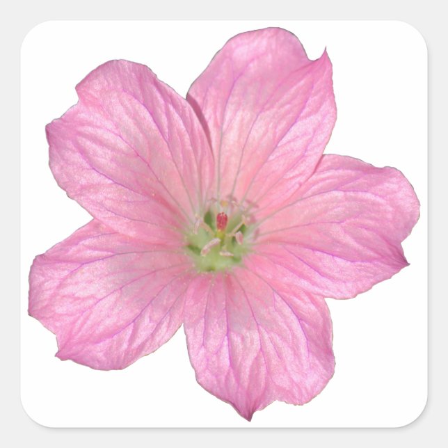 Rosa Geranium Quadratischer Aufkleber (Vorderseite)