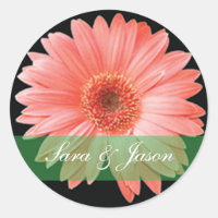 Rosa Gerber Daisy auf schwarzem Hochzeitsticker