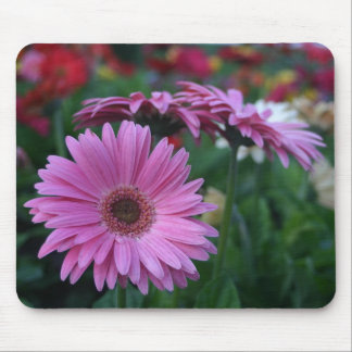 Rosa Gerber Gänseblümchen bunte mousepad