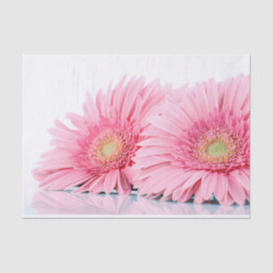 Rosa Gerbera Daisies Elegante Fotografie Seidenpapier