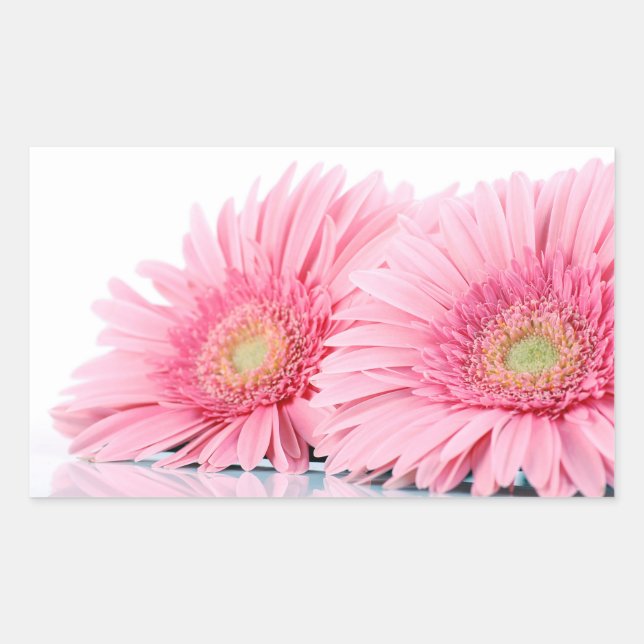 Rosa Gerbera Daisies Elegantes Foto Rechteckiger Aufkleber (Vorderseite)