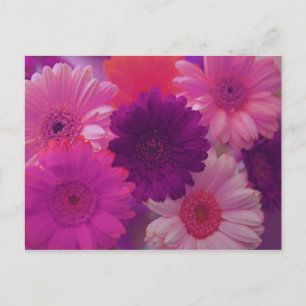 Rosa Gerbera Daisy Blume Foto Postkarten