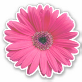 Rosa Gerbera Daisy Blume Kiss-Cut Sticker