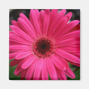 Rosa Gerbera-Gänseblümchen-Magnet Magnet