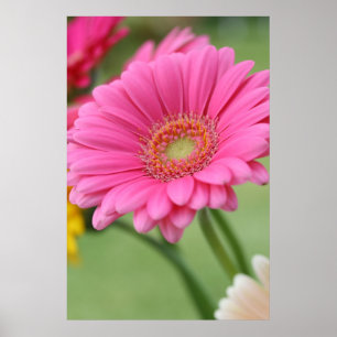 Rosa Gerbera-Gänseblümchen-Plakat-Druck Poster