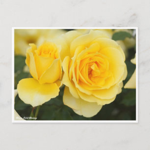 Rosa Gold Bunny Postkarte
