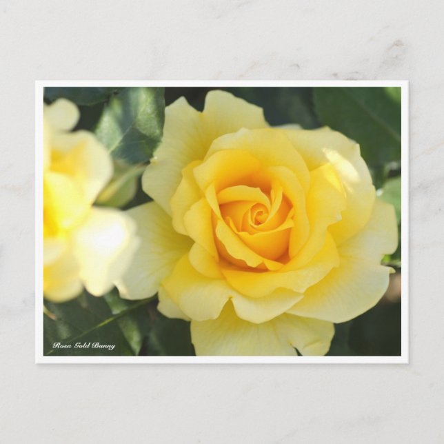 Rosa Gold Bunny Postkarte (Vorderseite)