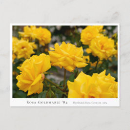 Rosa Goldmarie '84 Postkarte