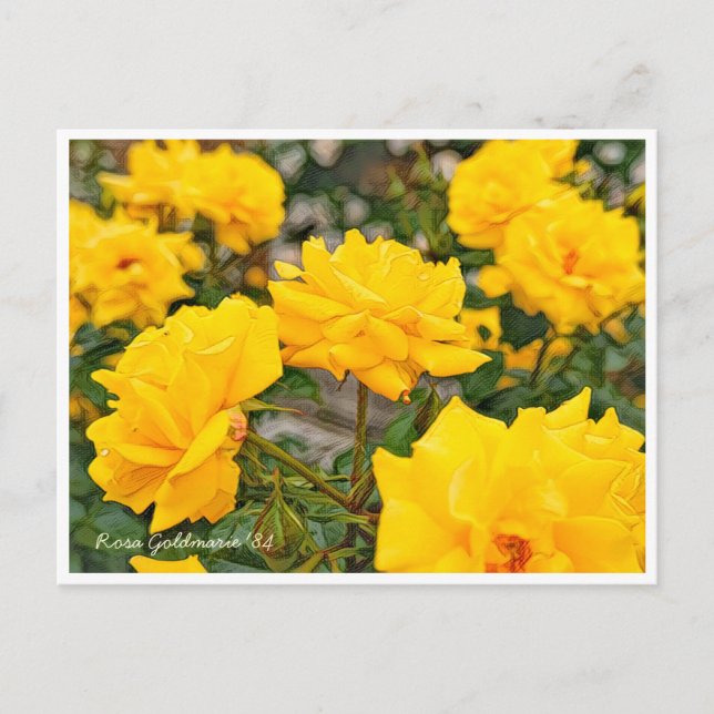 Rosa Goldmarie '84 Postkarte (Vorderseite)