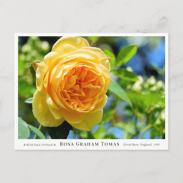 Rosa Graham Tomas Postkarte (Vorderseite)