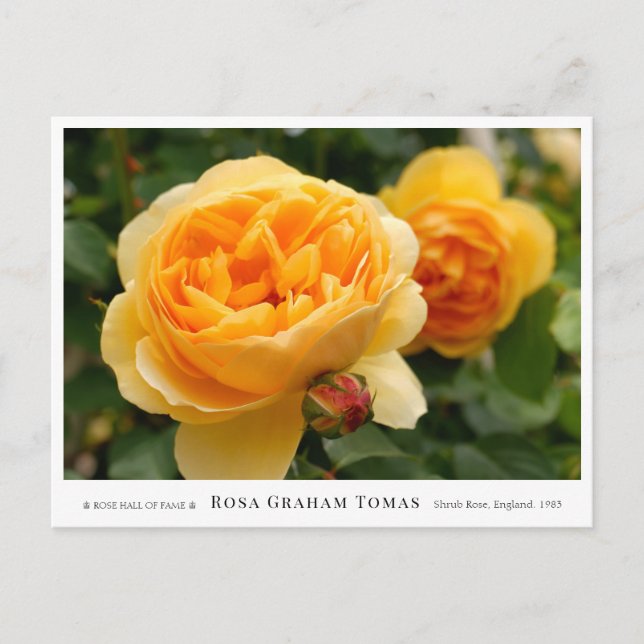 Rosa Graham Tomas Postkarte (Vorderseite)