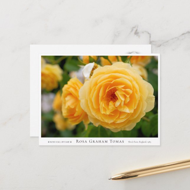 Rosa Graham Tomas Postkarte (Vorderseite/Rückseite Beispiel)