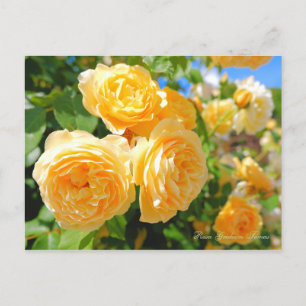 Rosa Graham Tomas [Postkarte] Postkarte