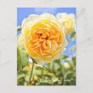 Rosa Graham Tomas [Postkarte] Postkarte