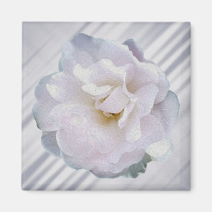 Rosa graue Rose Magnet