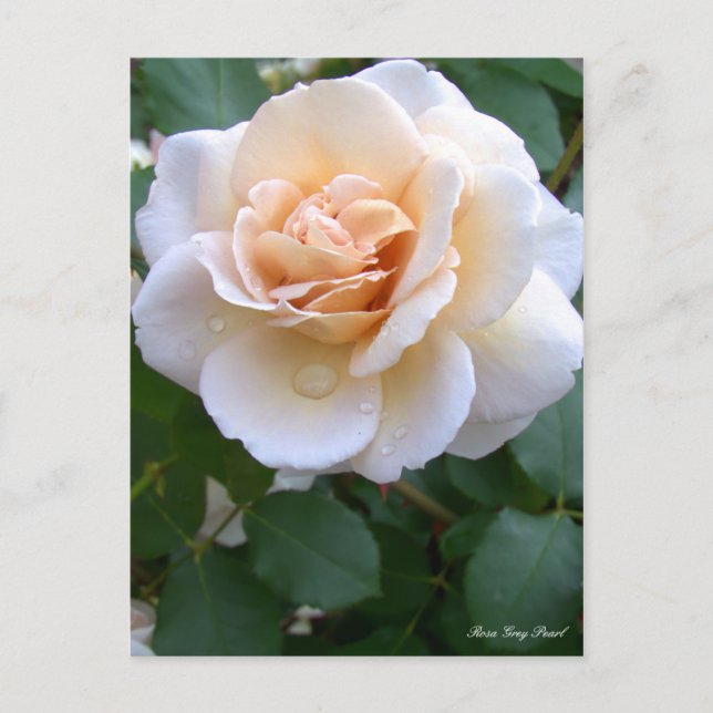 Rosa Gray Pearl [Postkarte] Postkarte (Vorderseite)