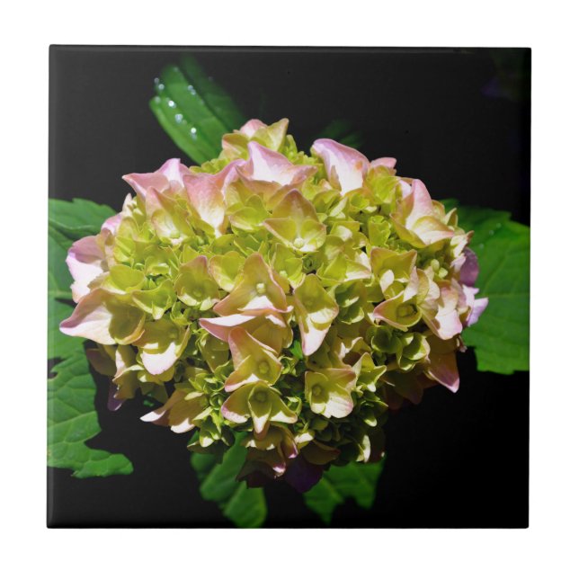 Rosa-grüne Blume Hydrangea Fliese (Vorderseite)