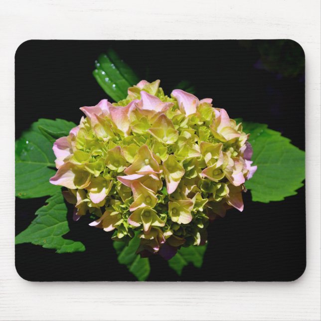 Rosa-grüne Blume Hydrangea Mousepad (Vorne)