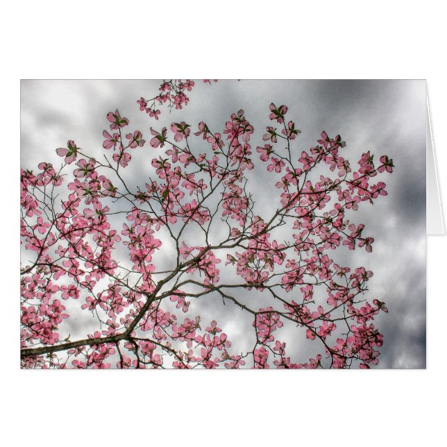 Rosa Hartriegel-Baum im Frühjahr (Vorderseite (Horizontal))