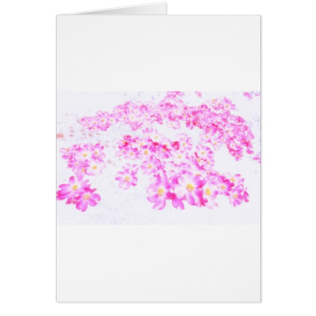 Rosa Hartriegel-Blüte (Vorne)