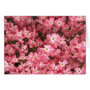 Rosa Hartriegel-Blüten