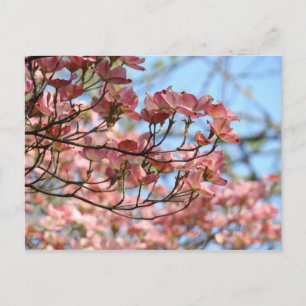 Rosa Hartriegelbaum-Blüten Postkarte Blütenbaum
