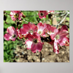 Rosa Hartriegelblüten Poster