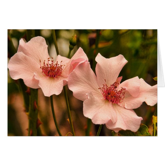 Rosa Heirloom-Rose Blank Inside Card (Vorderseite (Horizontal))