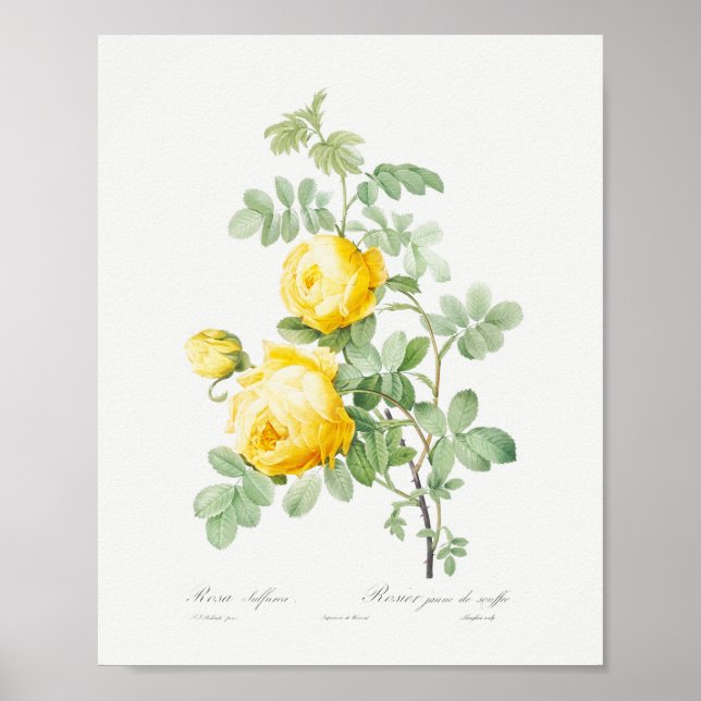 Rosa hemisphaerica Antike Florale Gelbe Rosen Poster (Vorne)