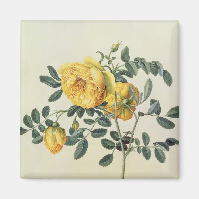 Rosa hemispherica, 18. Jahrhundert Magnet (Vorne)