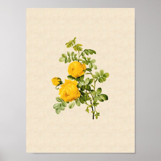 Rosa hemispherica poster (Vorne)